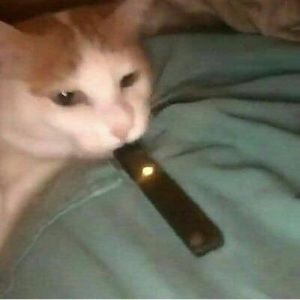 Meet your Posher, Savannah